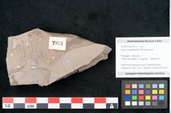 Foto (Objekt + Etikett) von Quercus palaeoilex Ettingshausen (NHMW-GEO-2024-0188-7973)